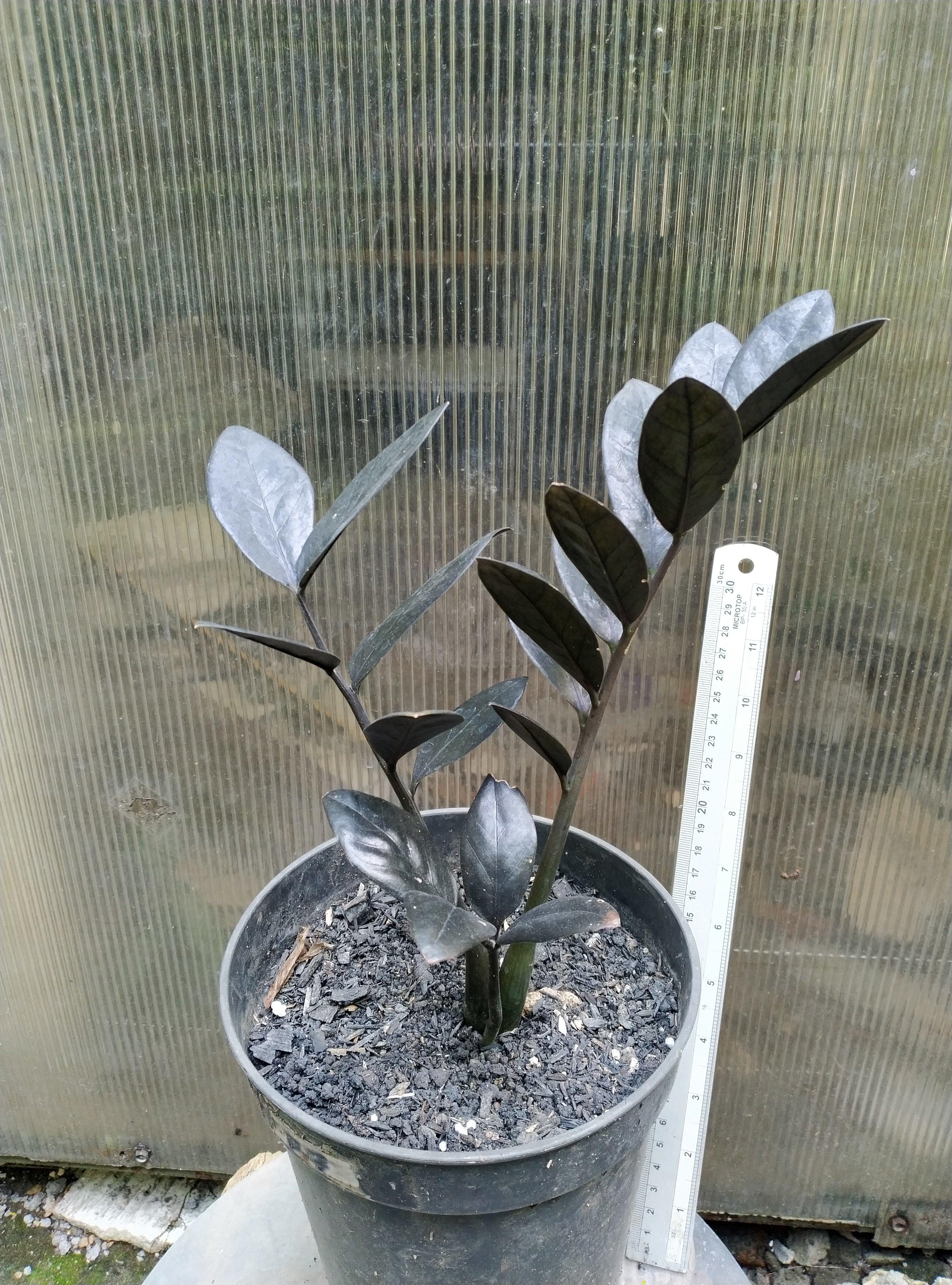 Zamiaculcas raven