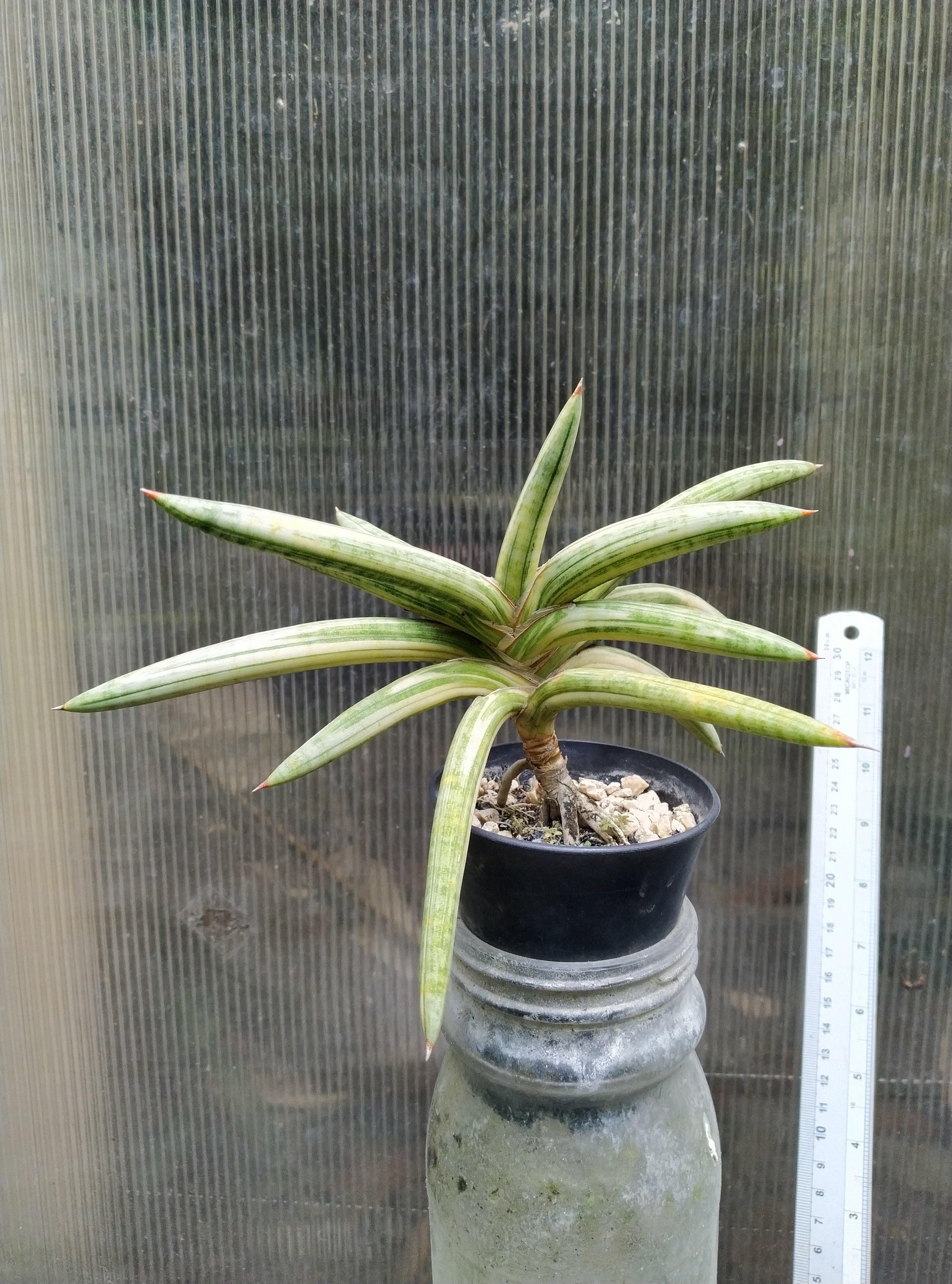 Sansevieria blue clone variegated