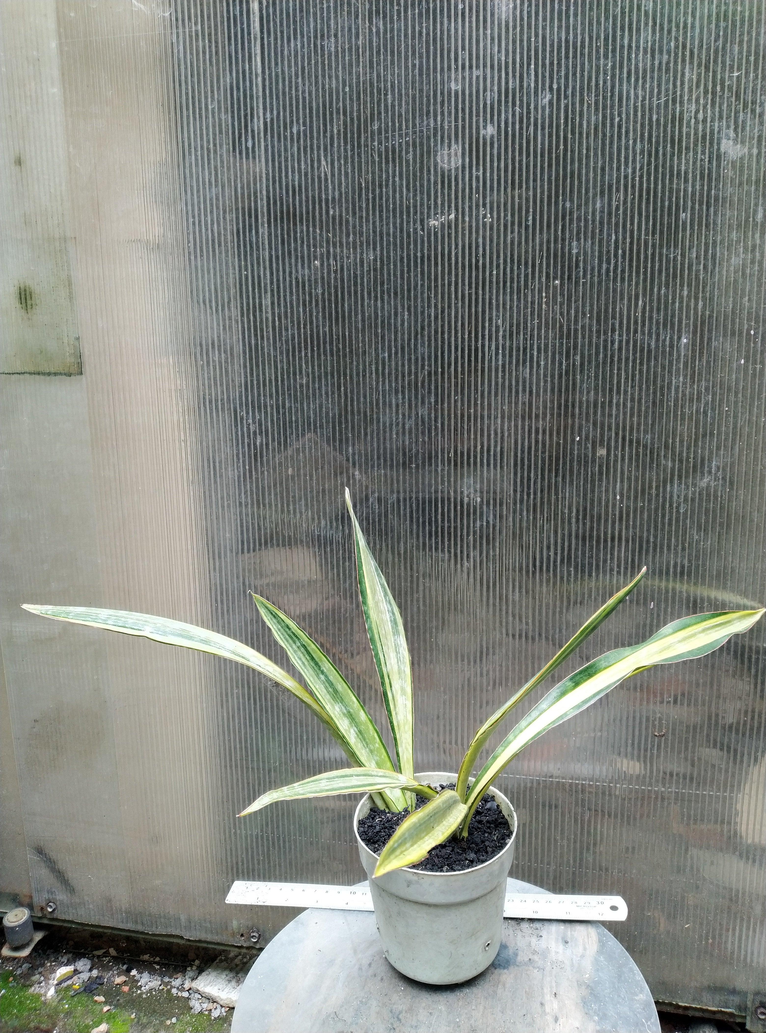 Sansevieria metalica manolyn variegated
