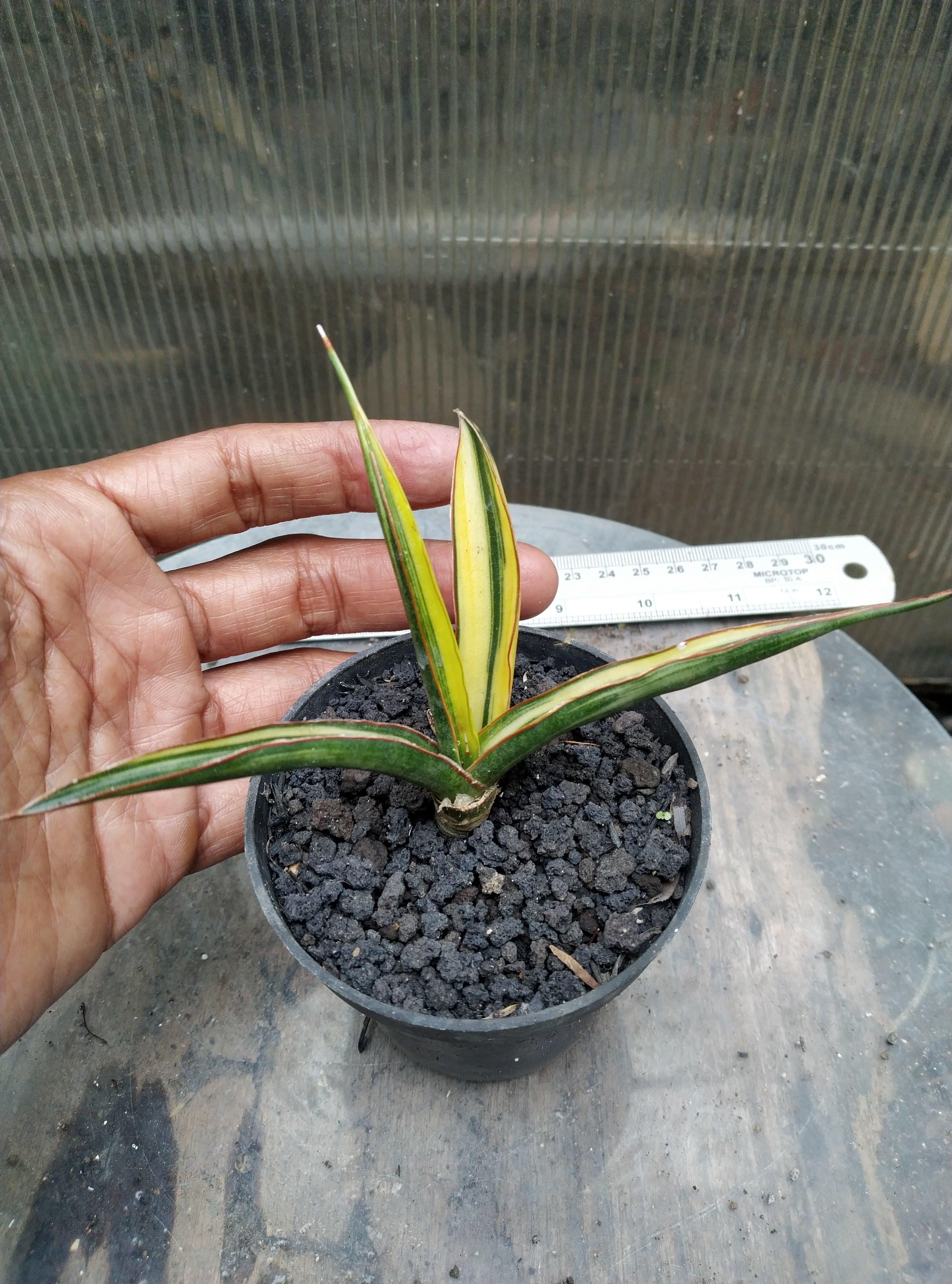 Sansevieria midnight fountain variegated