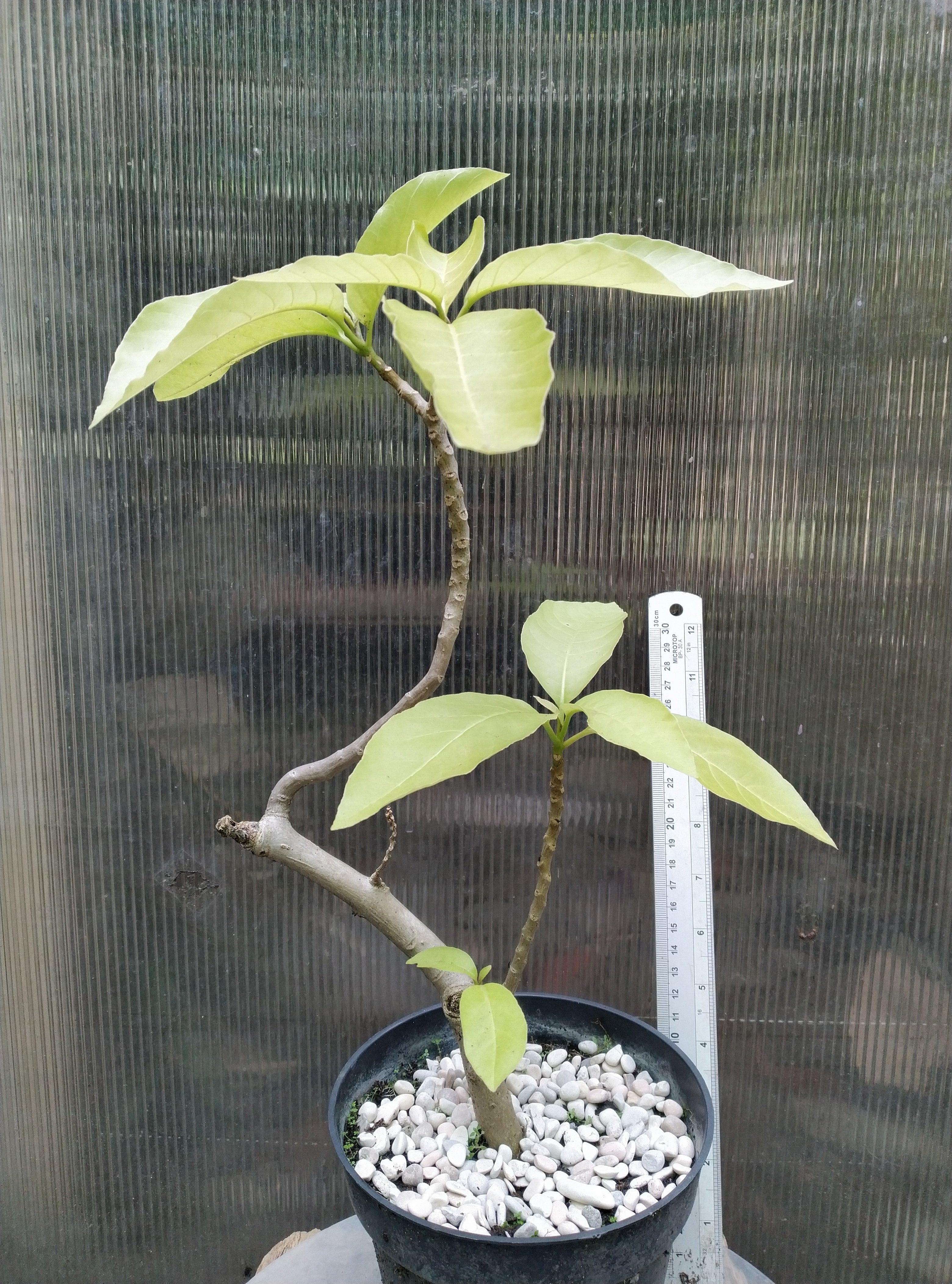 Pisonia alba