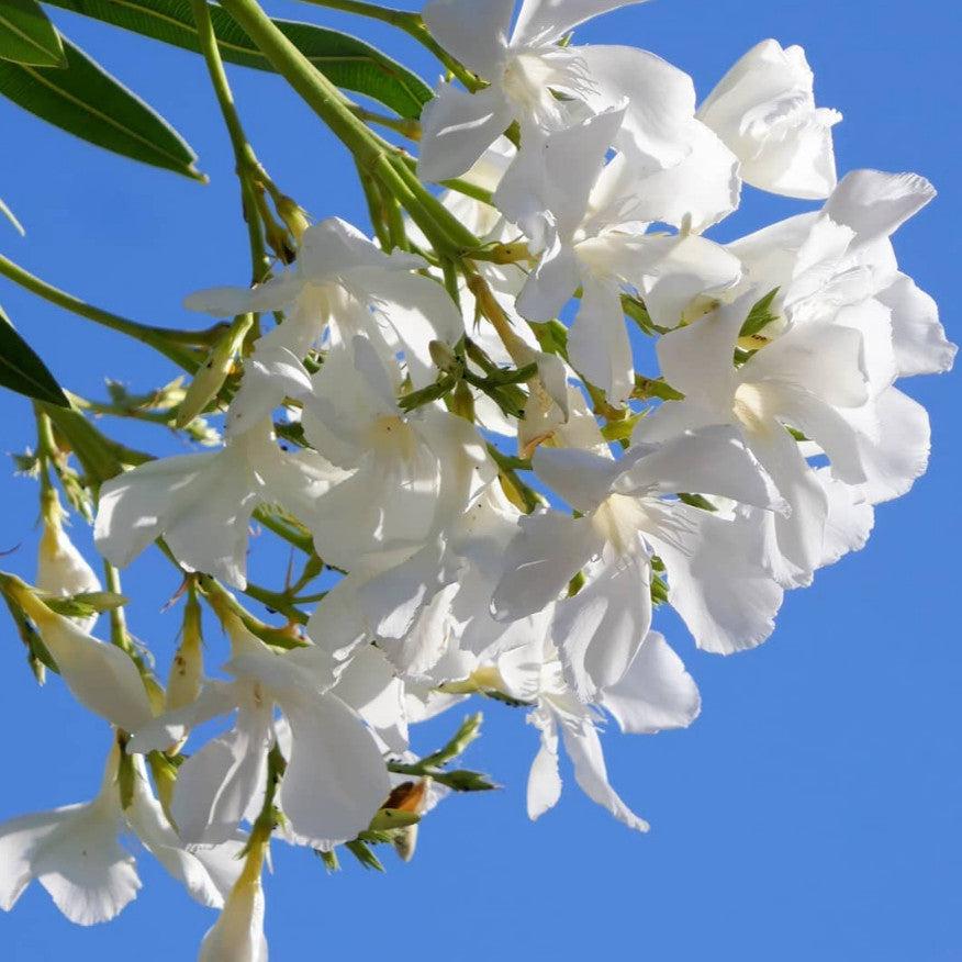 Nerium oleander 'Alba'