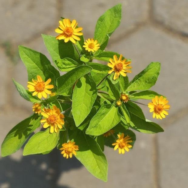 Sphagneticola Trilobata, Yellow Creeping Daisy, Singapore Daisy, Creeping Ox-eye, Trailing Daisy