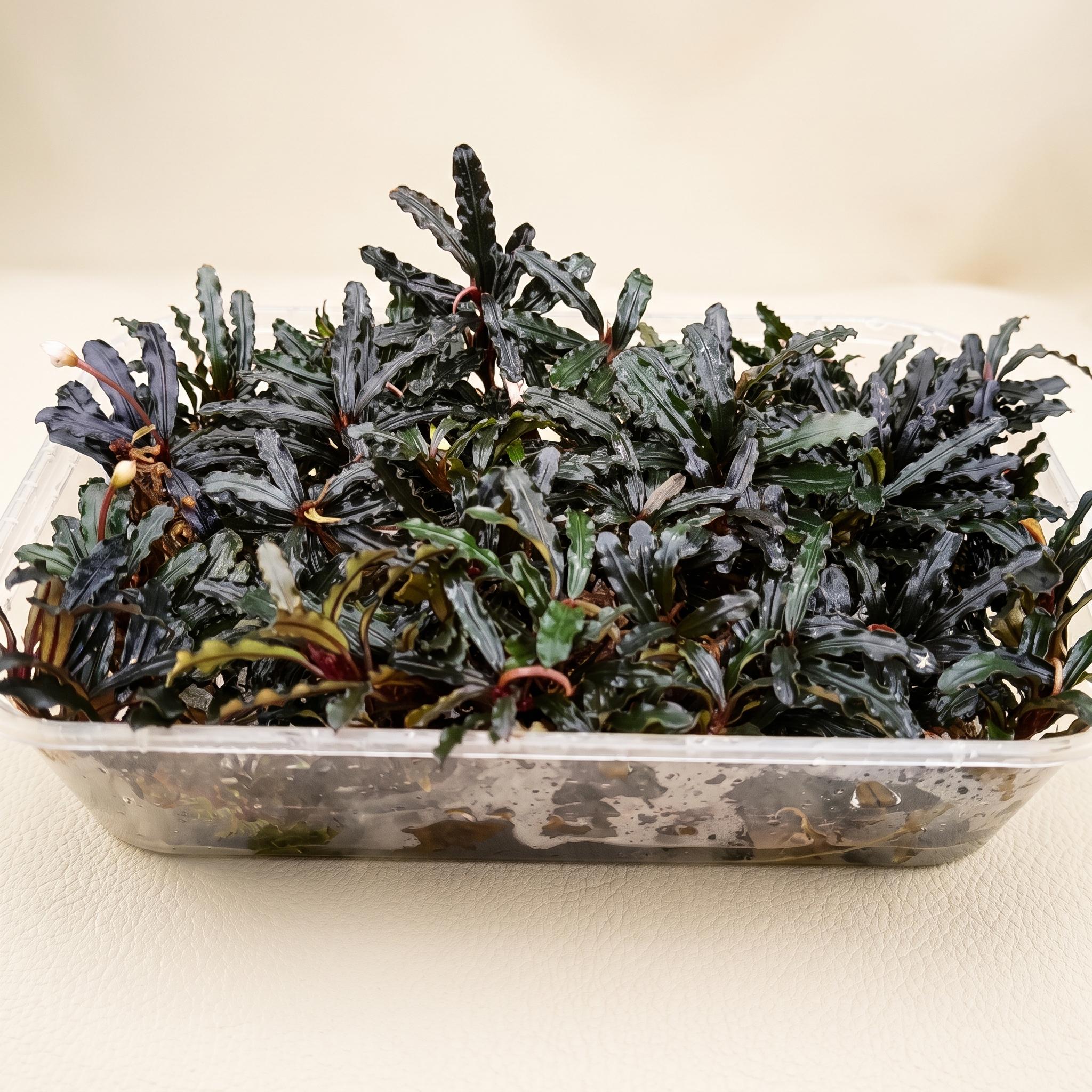 Sindo - Bucephalandra Red Velvet Porsi Mika Live Plant K8CP7NKA4O