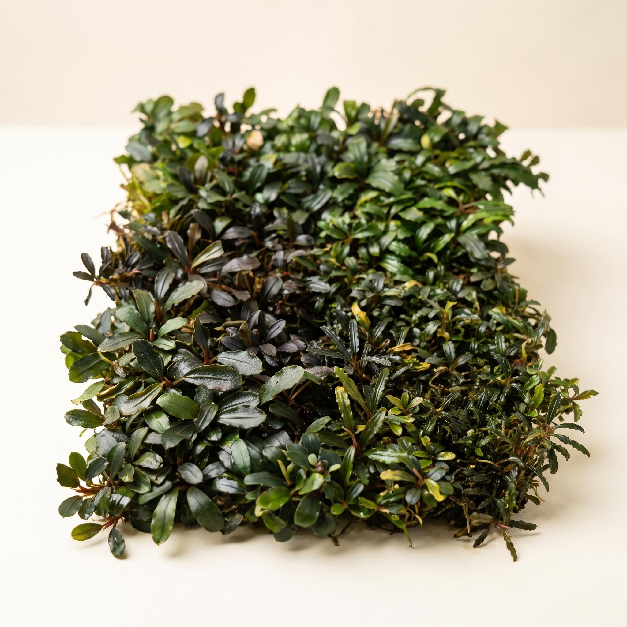 Sindo - Bucephalandra Mini Mix Per Rhizome