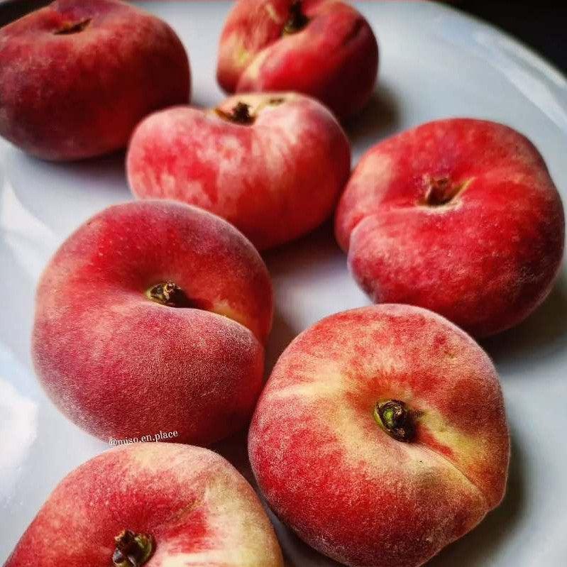 Prunus Persica, Peach Tree