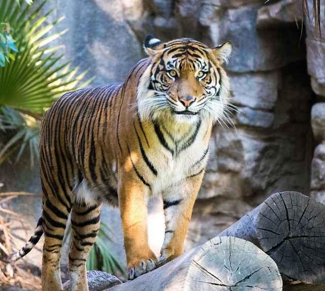 Safari Afamosa Tour