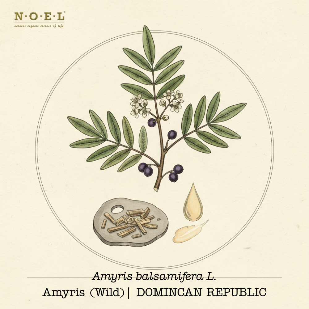 Amyris Essential Oil (Wild) DOMINICAN REPUBLIC