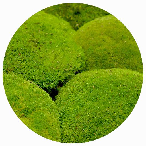 Ball Moss