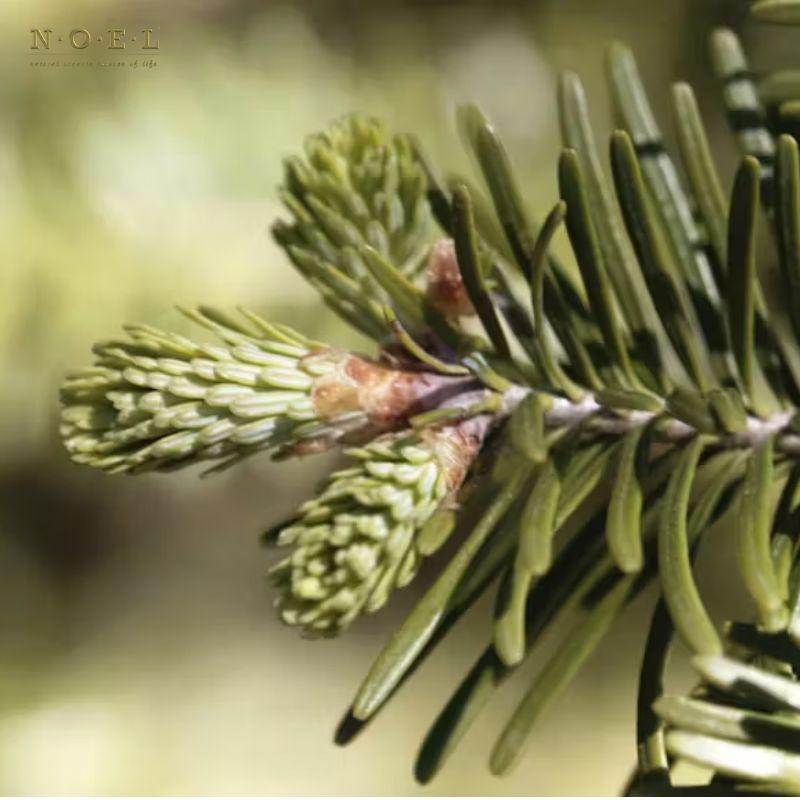 Balsam Fir Absolute FRANCE