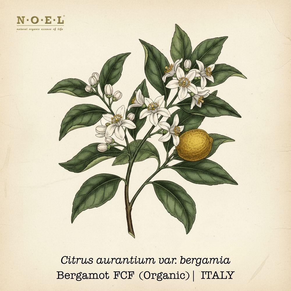Bergamot FCF Essential Oil (Organic) ITALY