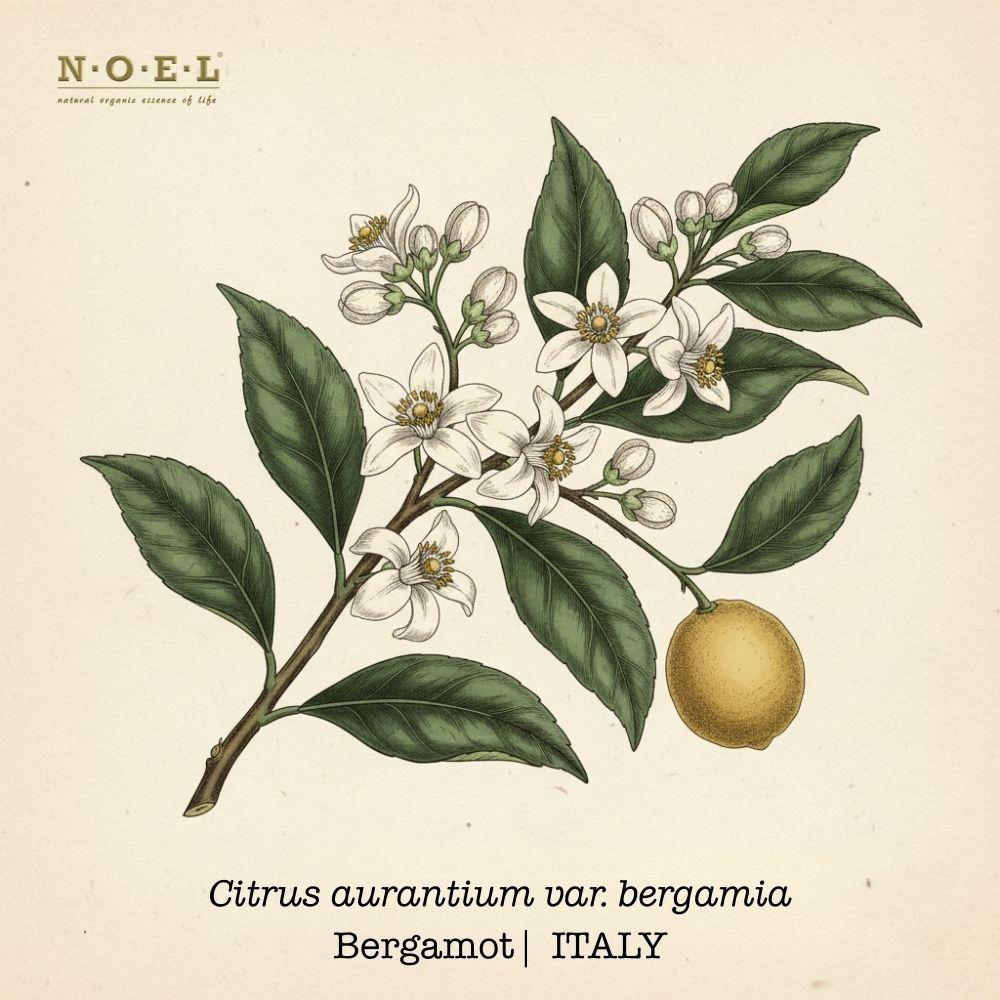 Bergamot ITALY Essential Oil