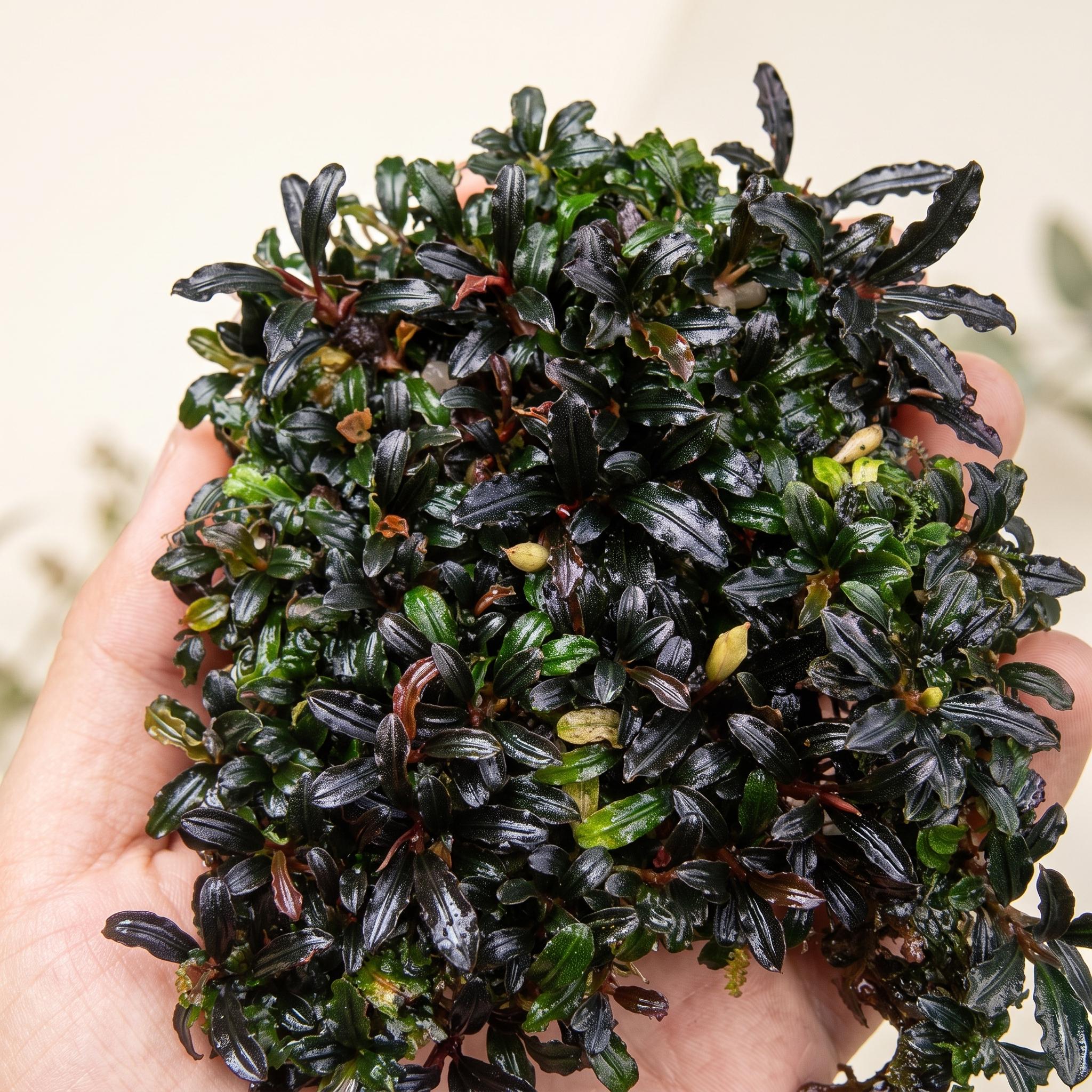 Sindo - Bucephalandra Mini Phantom: Captivating Aquatic Elegance for Your Aquarium - Per Rhizome