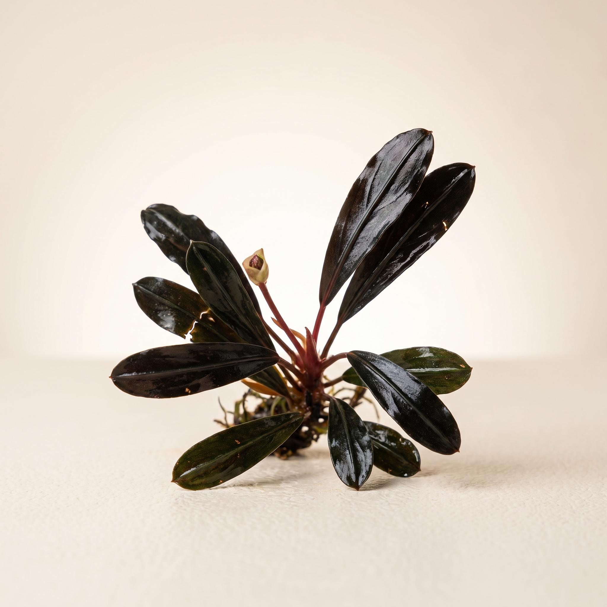 Sindo - Bucephalandra Pink Lady Per Rhizom