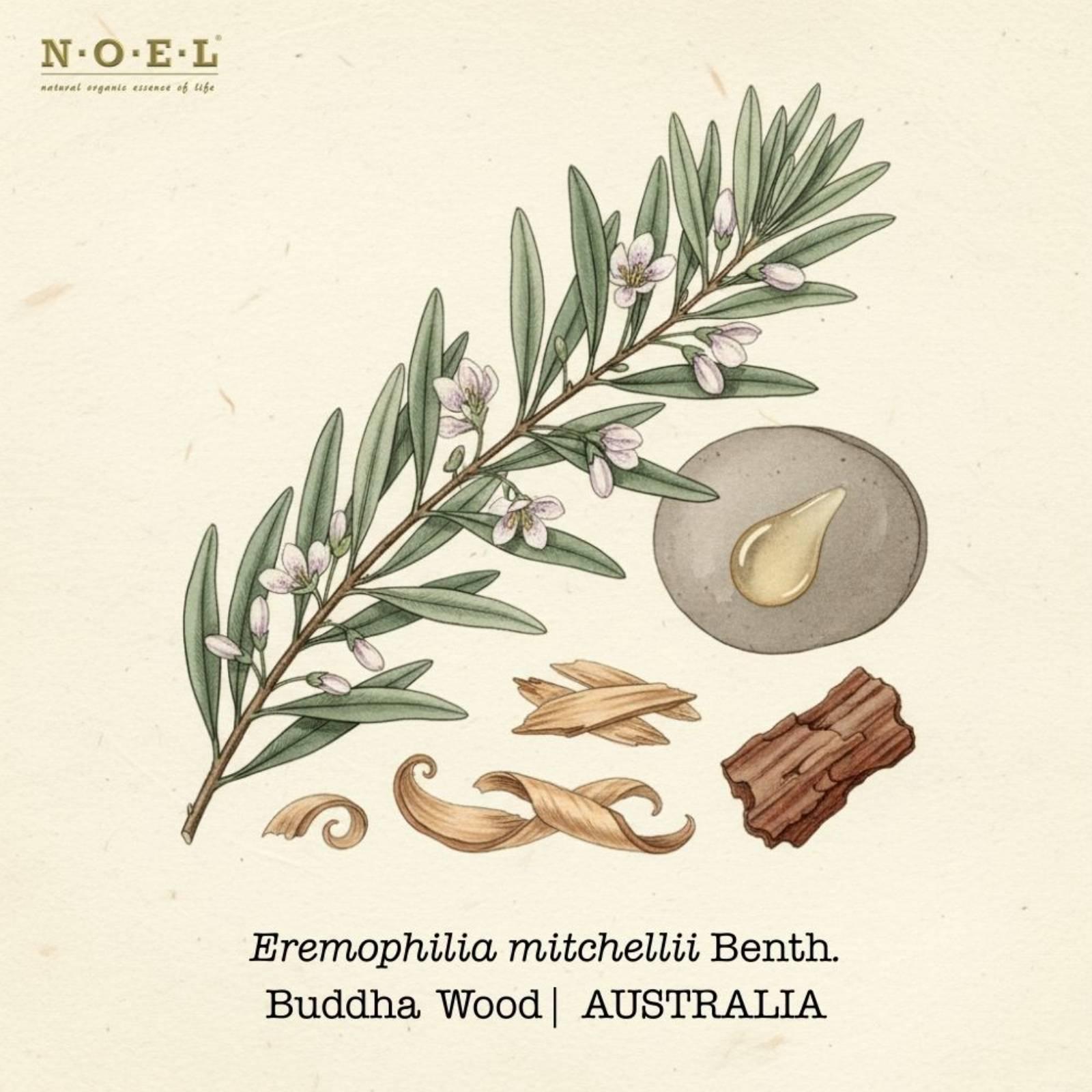 Buddha Wood Essential Oil AUSTRALIA