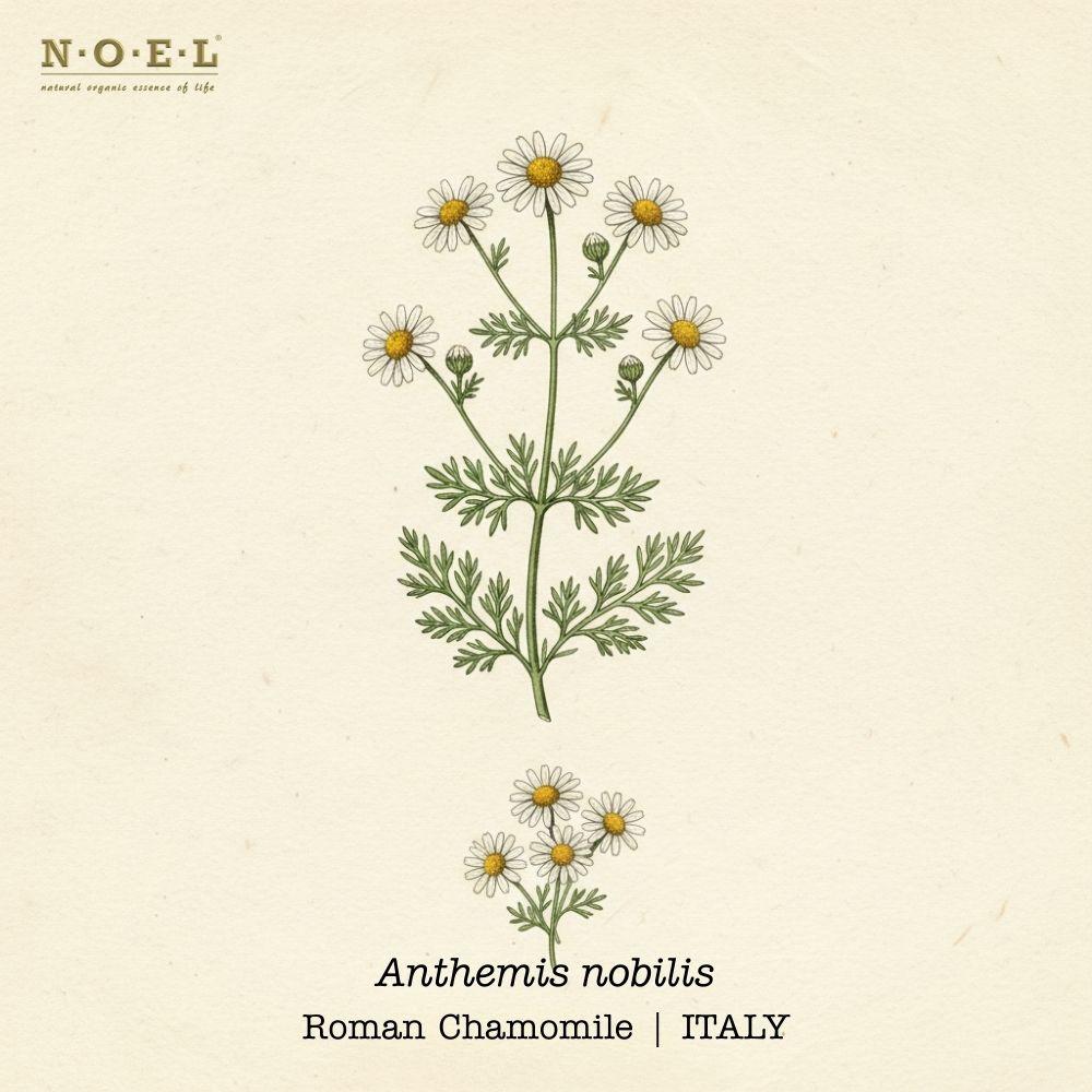 Chamomile, Roman Essential Oil ITALY