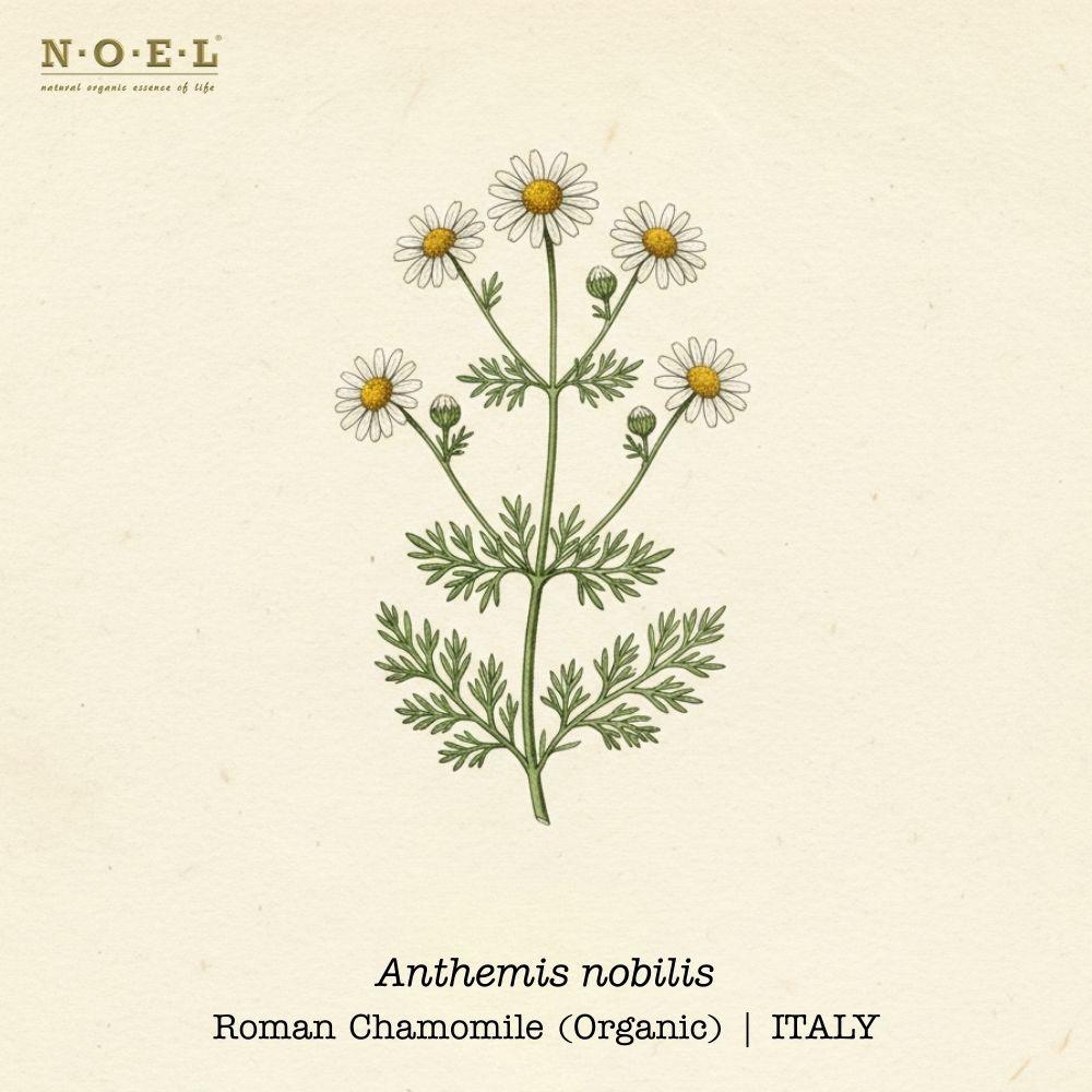 Chamomile Roman Essential Oil (Organic) ITALY