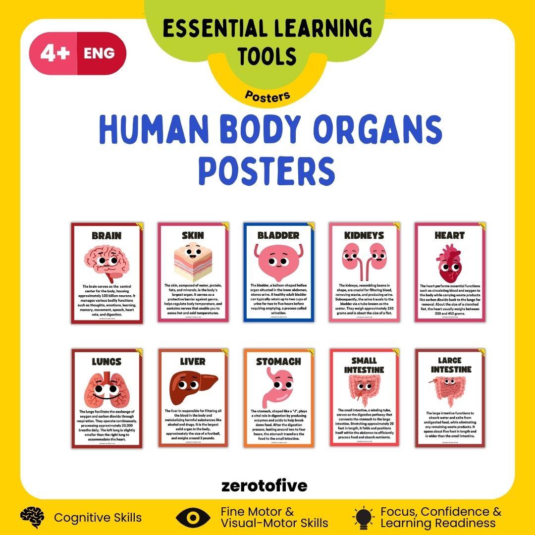 Human Body Organs Posters