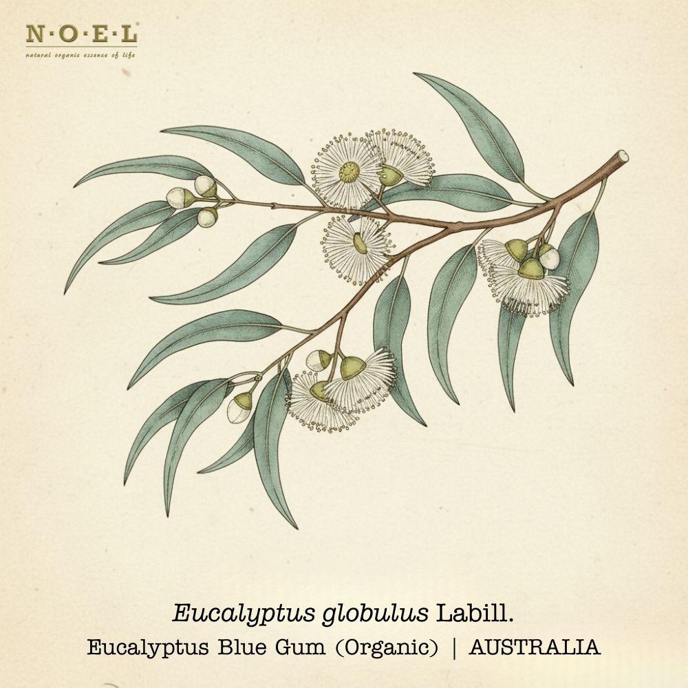 Eucalyptus Globulus Essential Oil (Organic) PORTUGAL