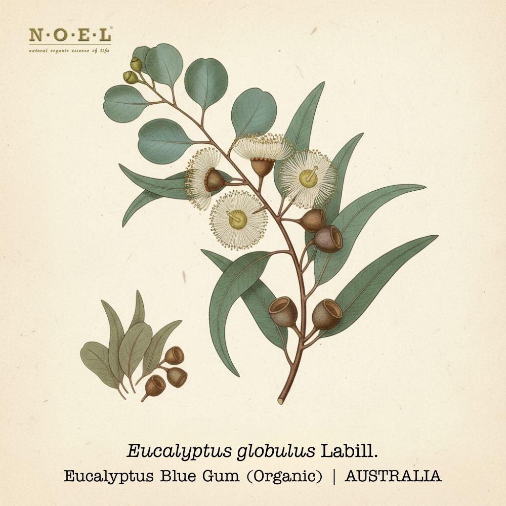Eucalyptus Globulus Hydrosol (Organic) AUSTRALIA