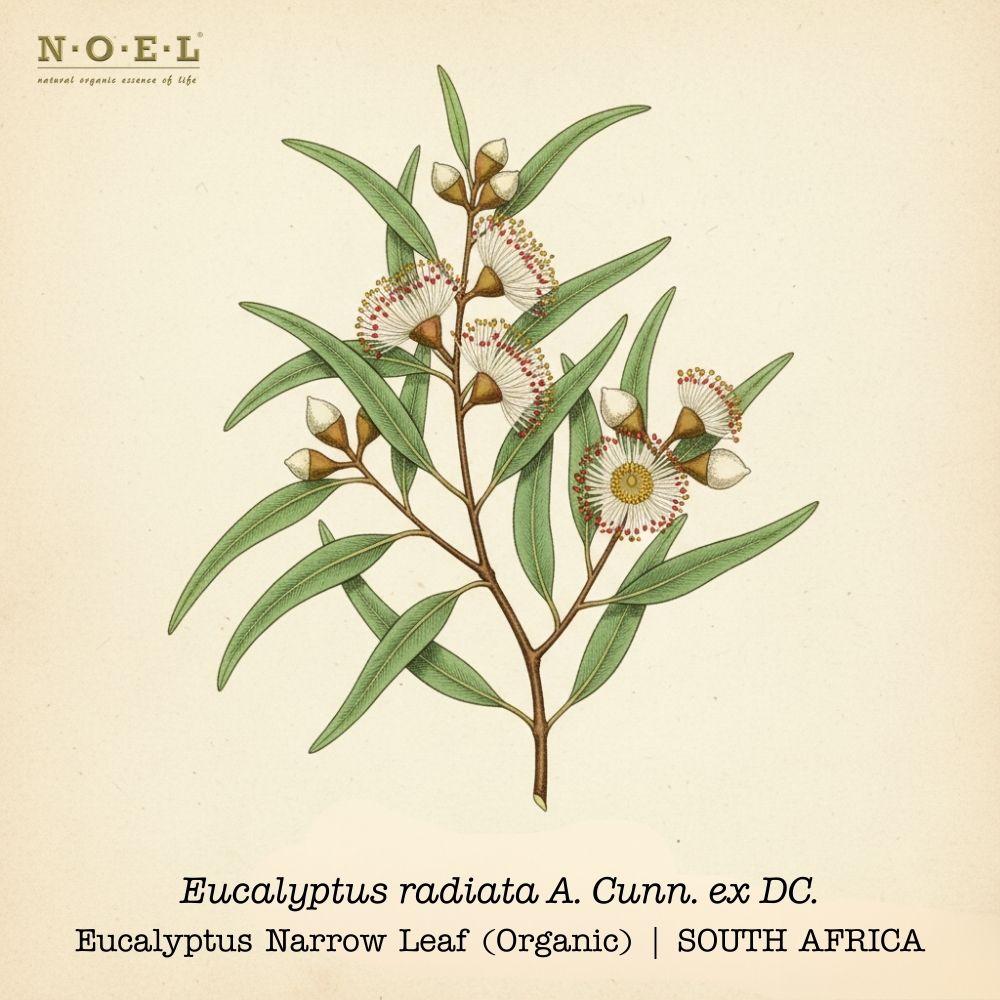 Eucalyptus Radiata (Organic) SOUTH AFRICA
