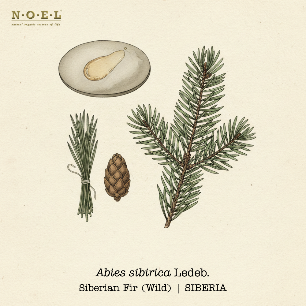 Fir, Siberian Essential Oil (Wild) SIBERIA