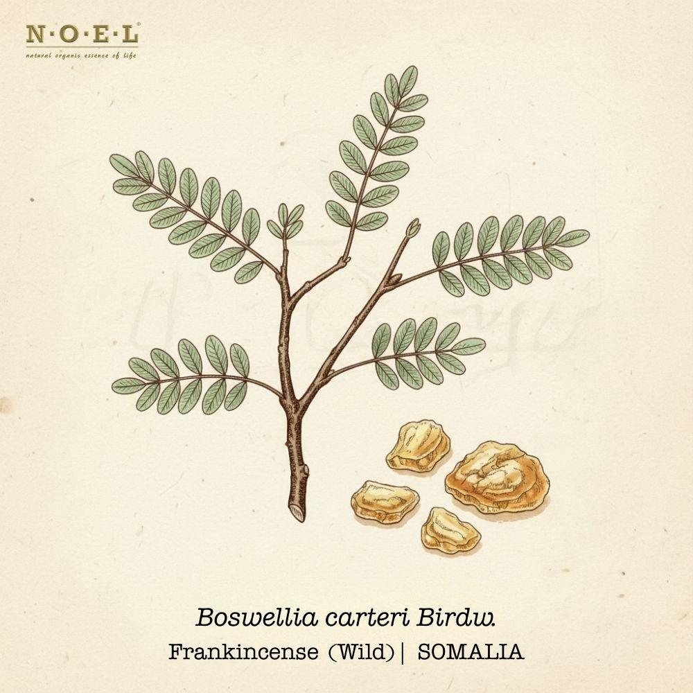 Frankincense Carterii Essential Oil (Wild) SOMALIA