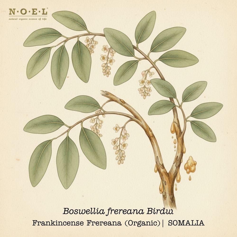 Frankincense Frereana Essential Oil (Organic) SOMALIA