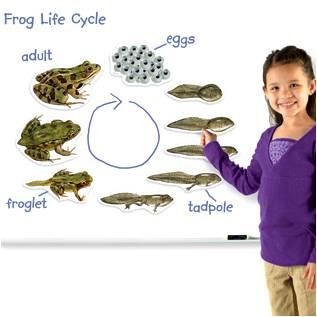 Giant Magnetic Frog Life Cycle