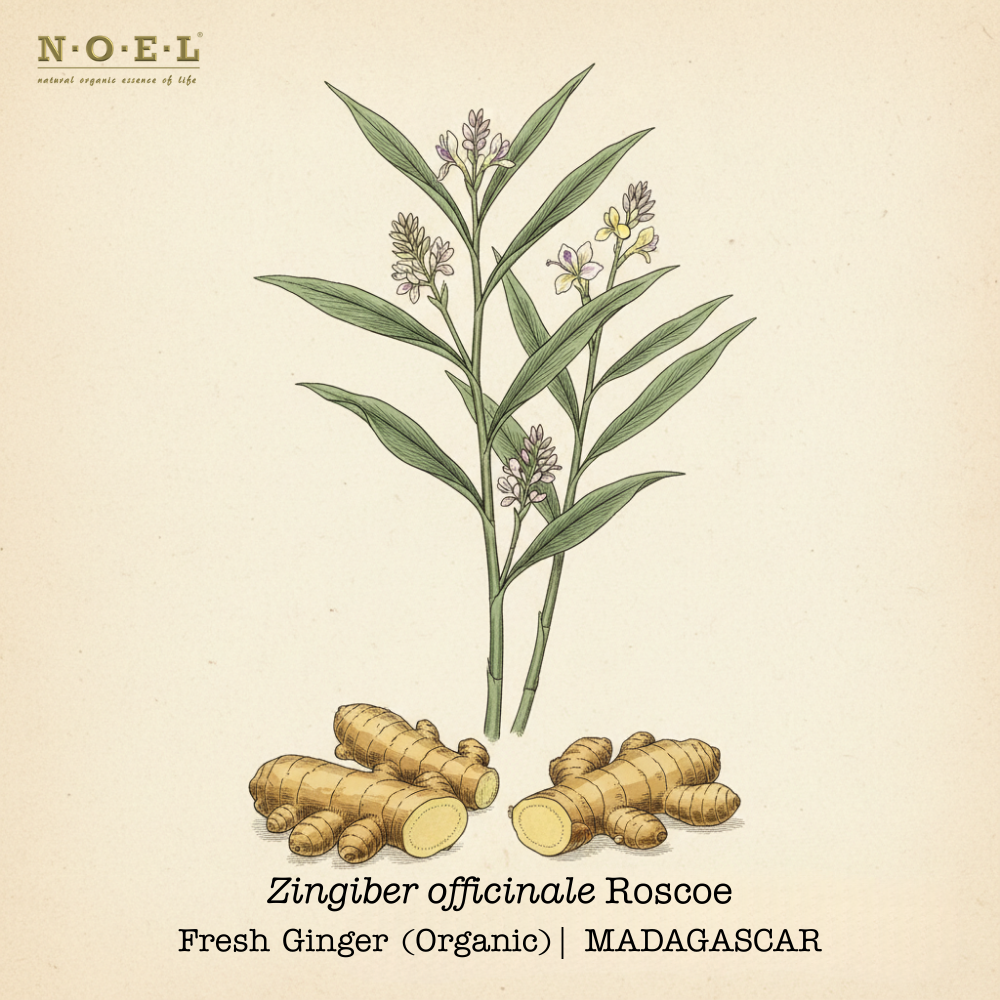 Ginger Fresh Essential Oil (Organic) MADAGASCAR