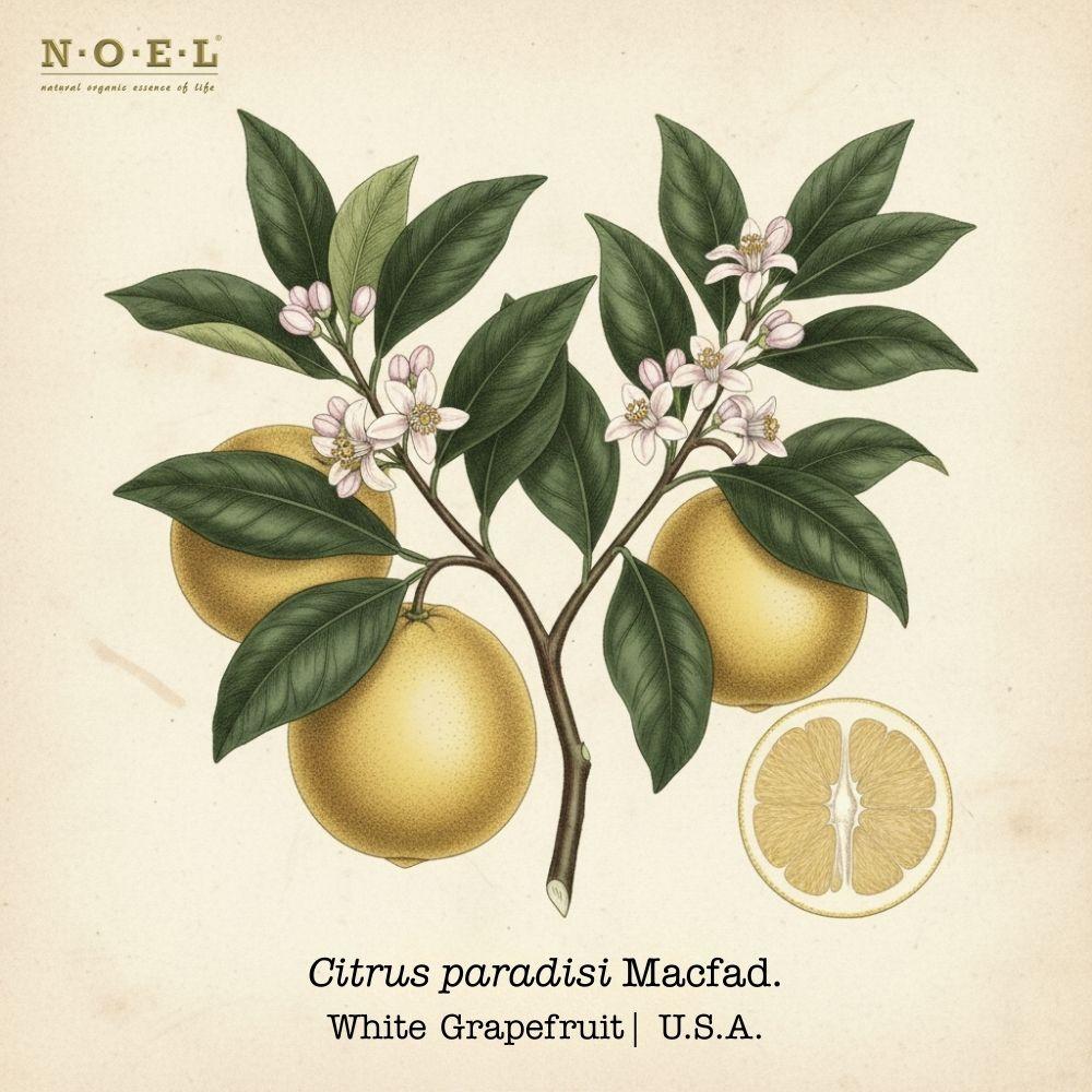 Grapefruit, White Essential Oil U.S.A.