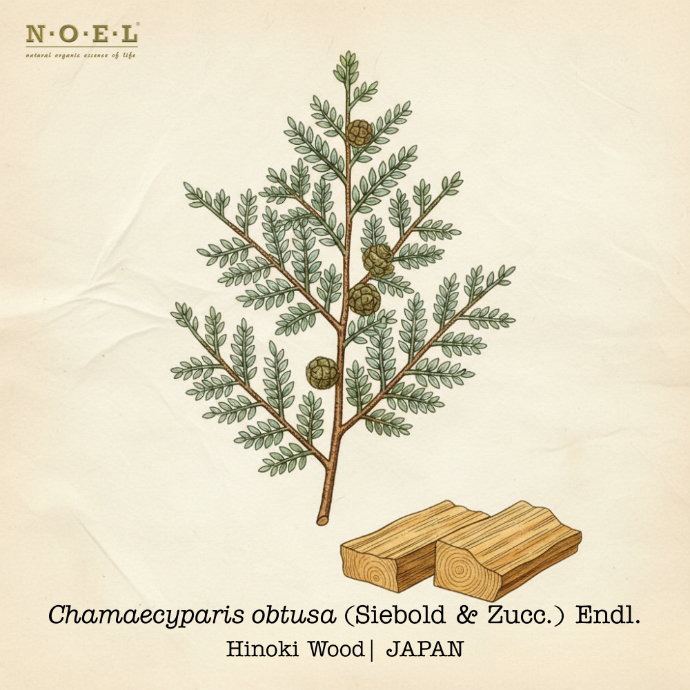 Hinoki Wood Essential Oil JAPAN
