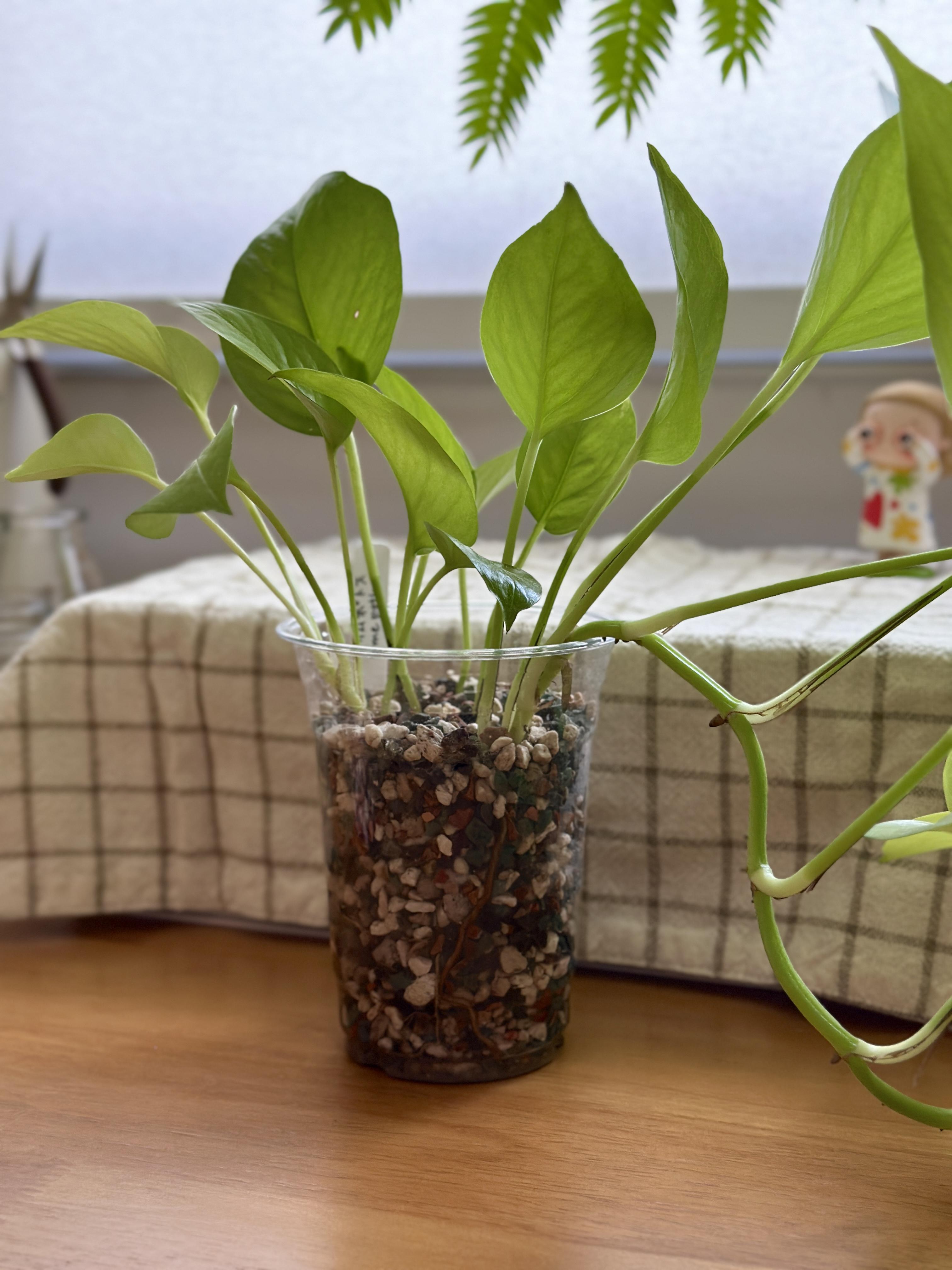 Lime Pothos