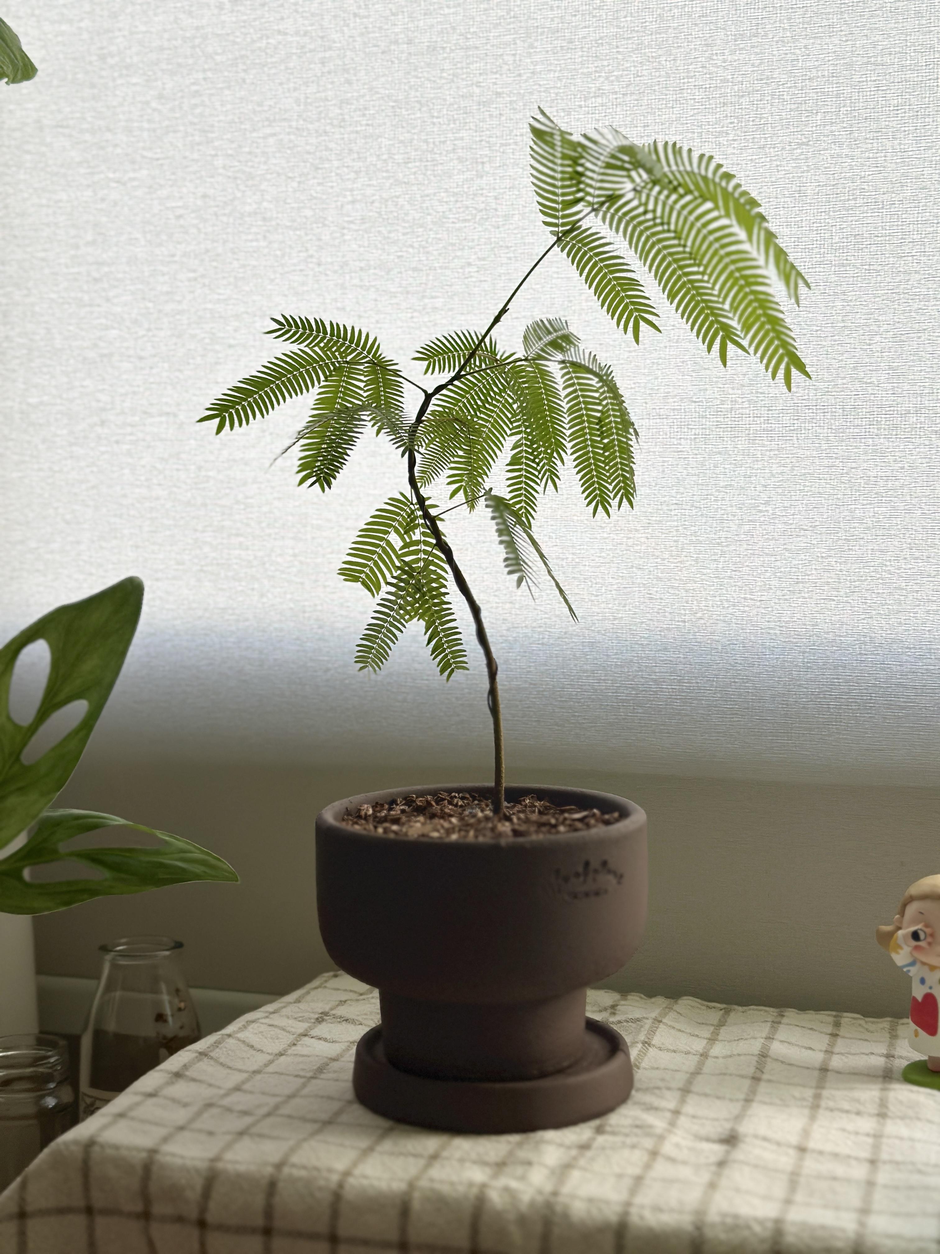 Curved Everfresh in Purin
