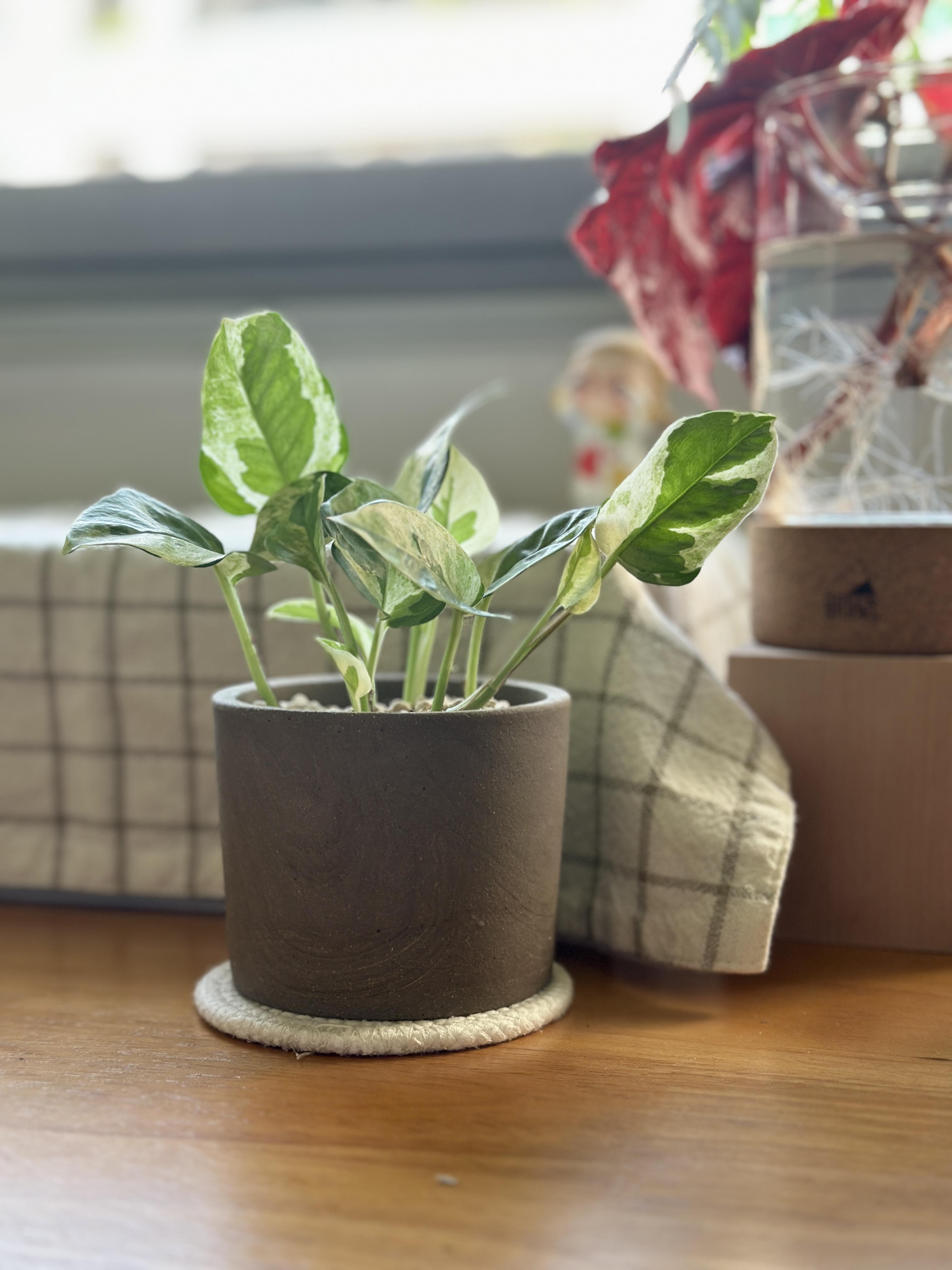N’joy Pothos in Potto