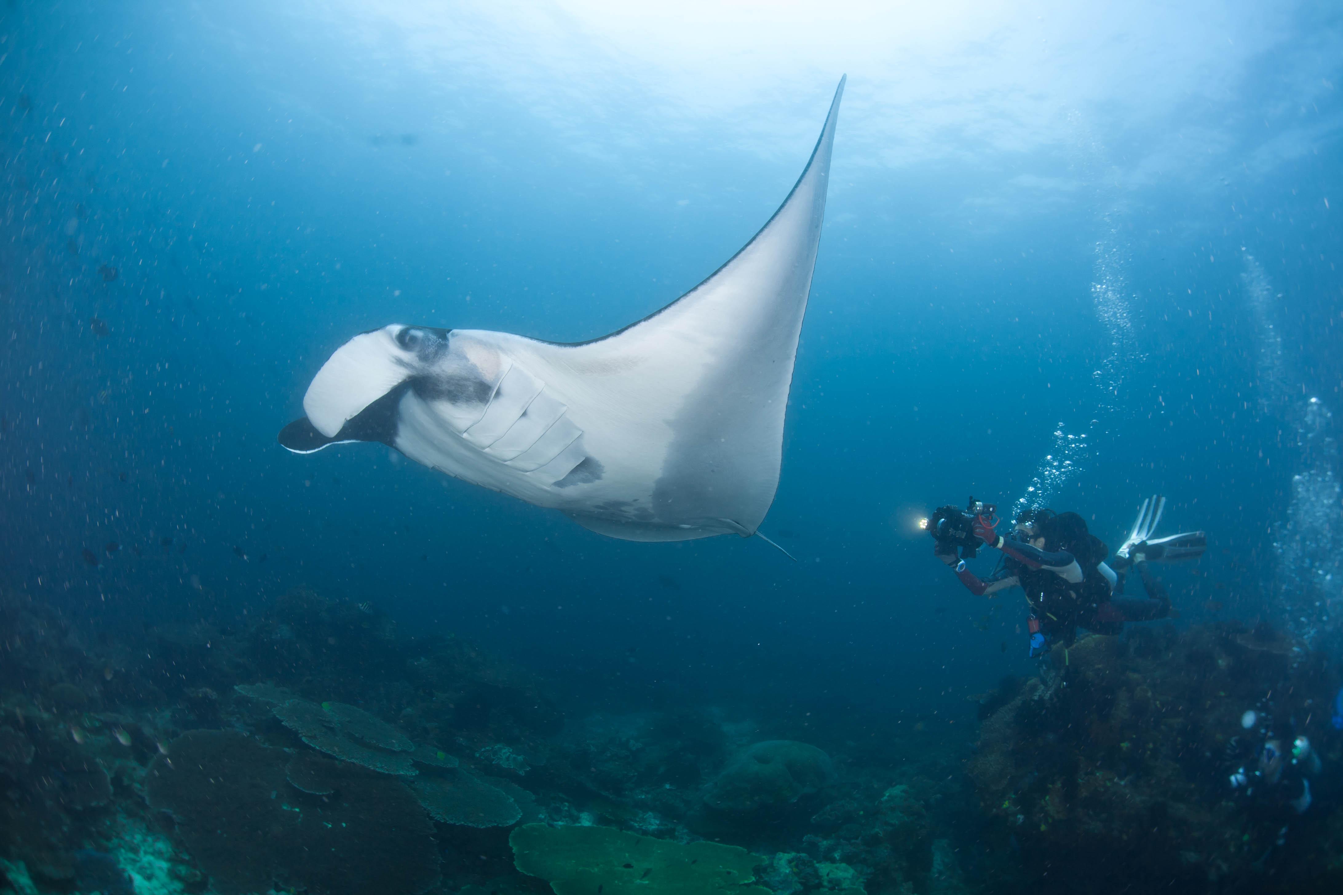 Dive & Discover Nusa Penida, Bali - 5D4N