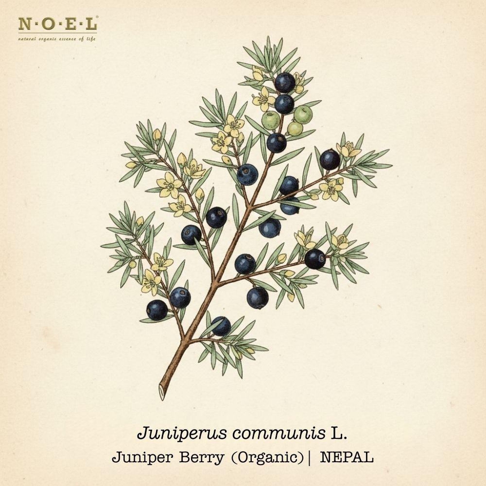 Juniper Berry Essential Oil (Organic) NEPAL