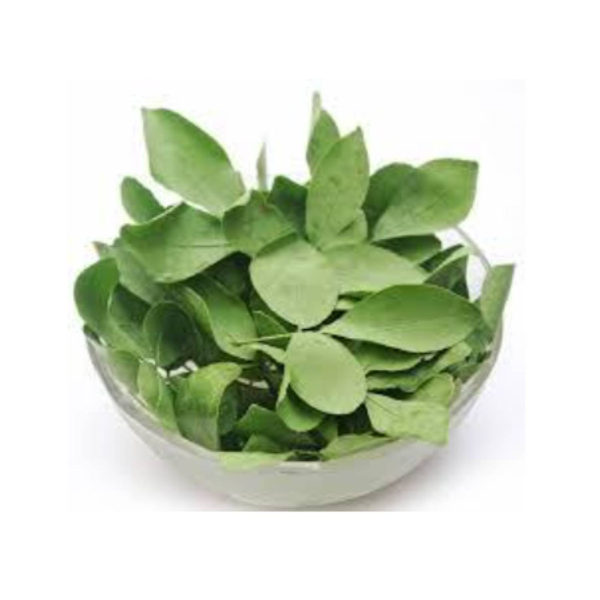 Bael Leaf (Vilvam Leaf) Powder, 50 gms  - Premium Quality from India