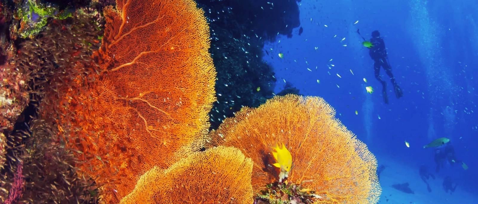 PADI® Coral Reef Conservation Specialty