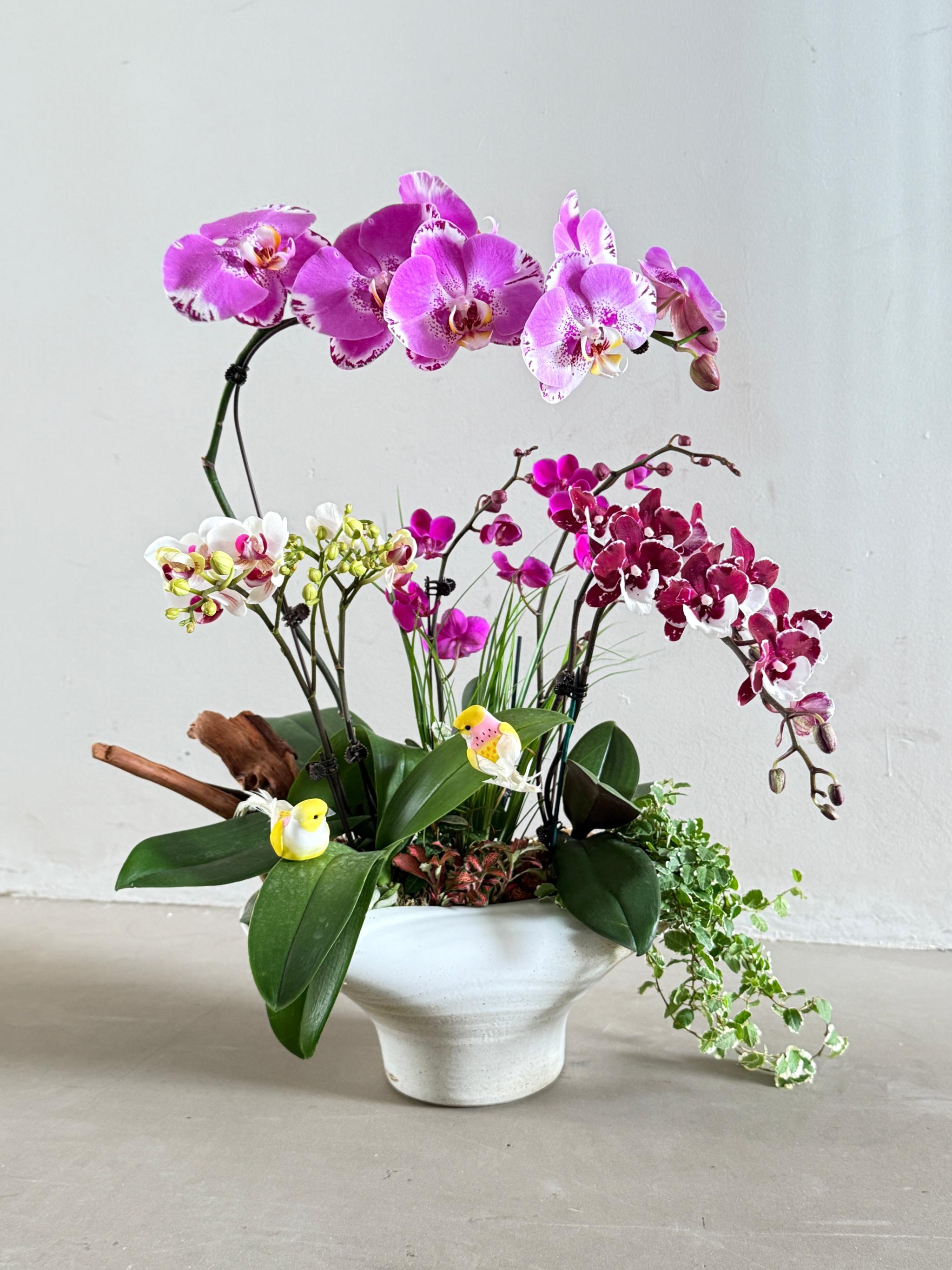 Orchids Symphony Pot