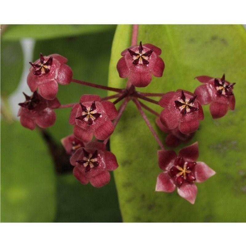 Hoya fauziana
