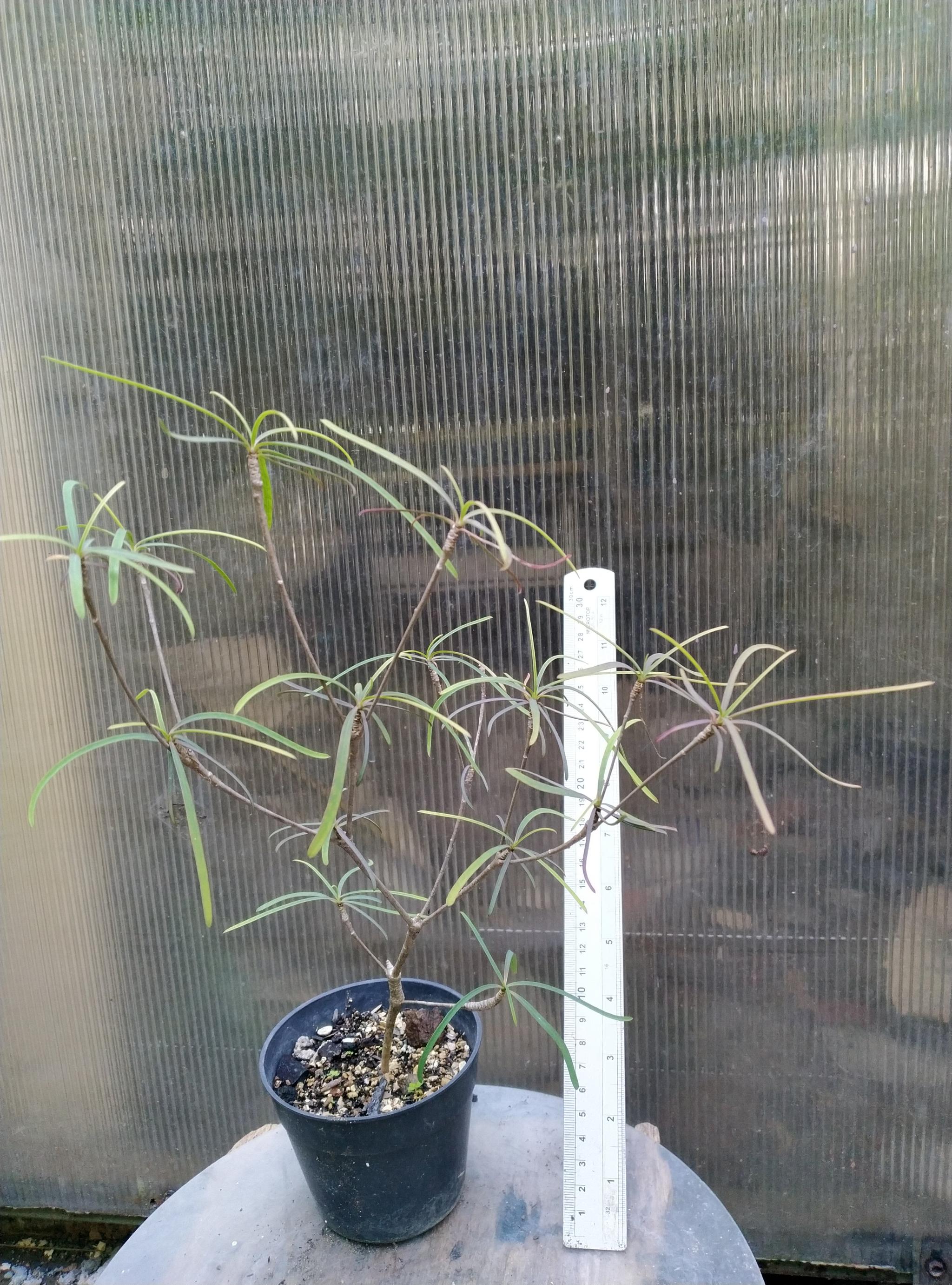 Euphorbia hedyotoides