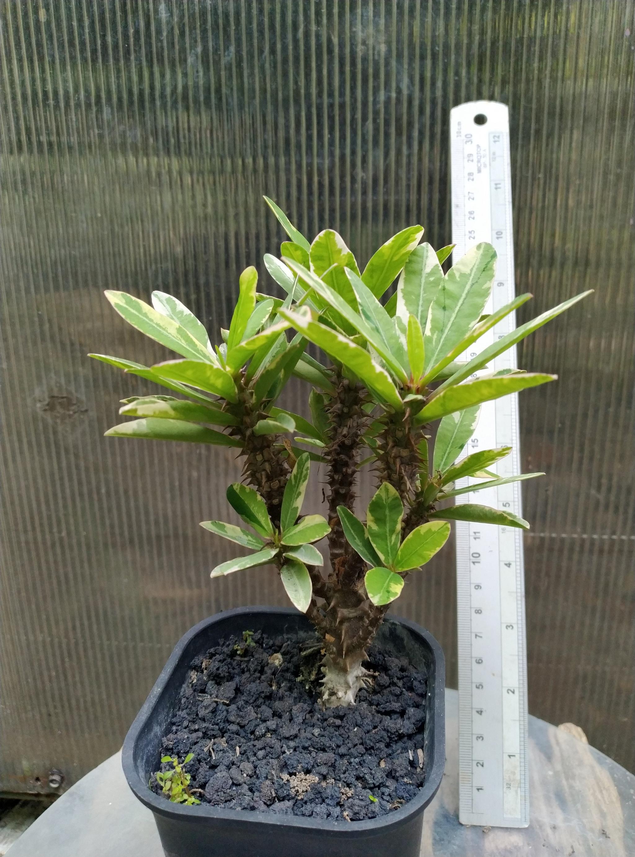 Euphorbia Millii Variegated Geraihijo