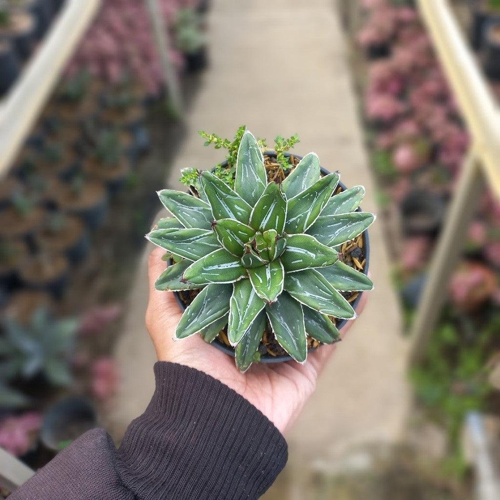 Agave Himeson