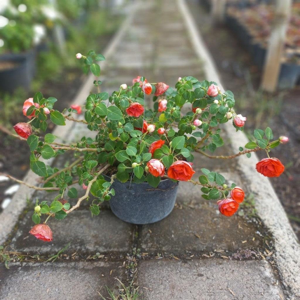 Double Petal Impatiens