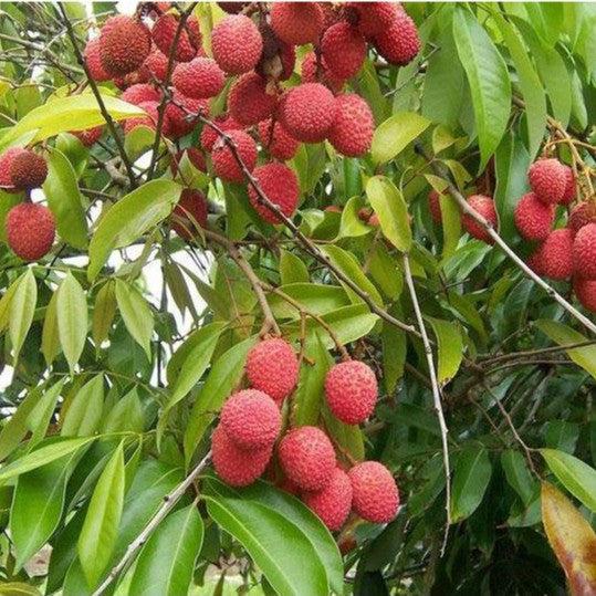 Lychee Plant (Litchi chinensis) - Sweet and Juicy Tropical Fruit, Perfect for Your Garden!