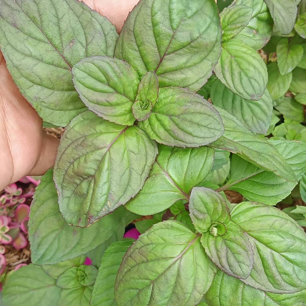 Mentha × piperita f. citrata 'Eau de Cologne'