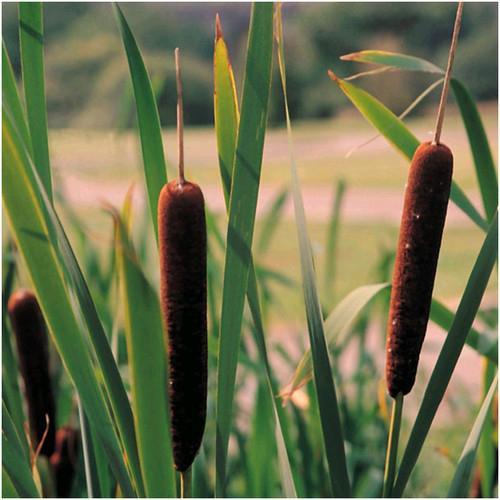 Cattail / Bulrush / Reedmace (Typha spp.) - - Pokok Cattail Tepi Kolam - Cattail – Embrace Nature’s Grace with Wetland Beauty,
