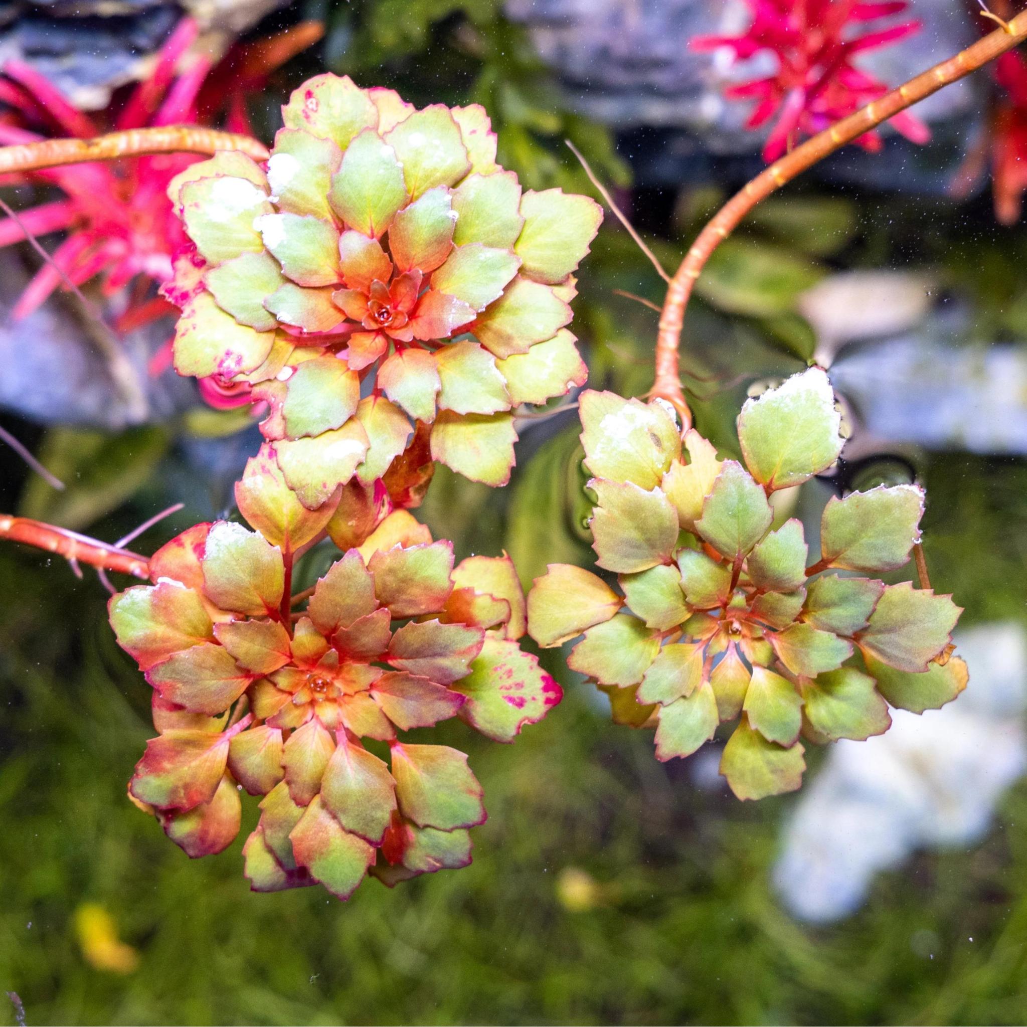 Mosaic Plant (Ludwigia sedoides) - - Pokok Air Mosaic - Mosaic Plant – Floating Rosette, Geometric Beauty, Aquatic Ornament, Ra