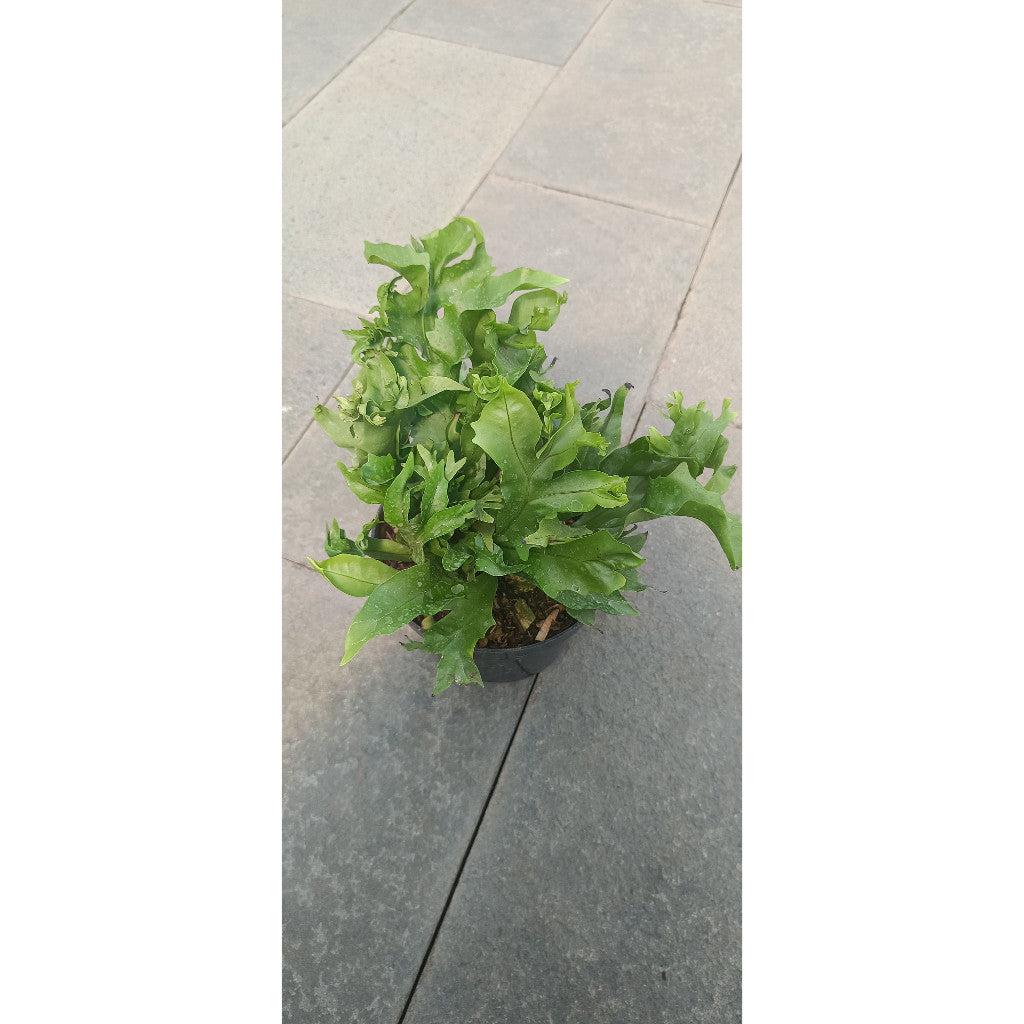 Microsorum Fern - Exotic Indoor Plant | Microsorum Pteropus